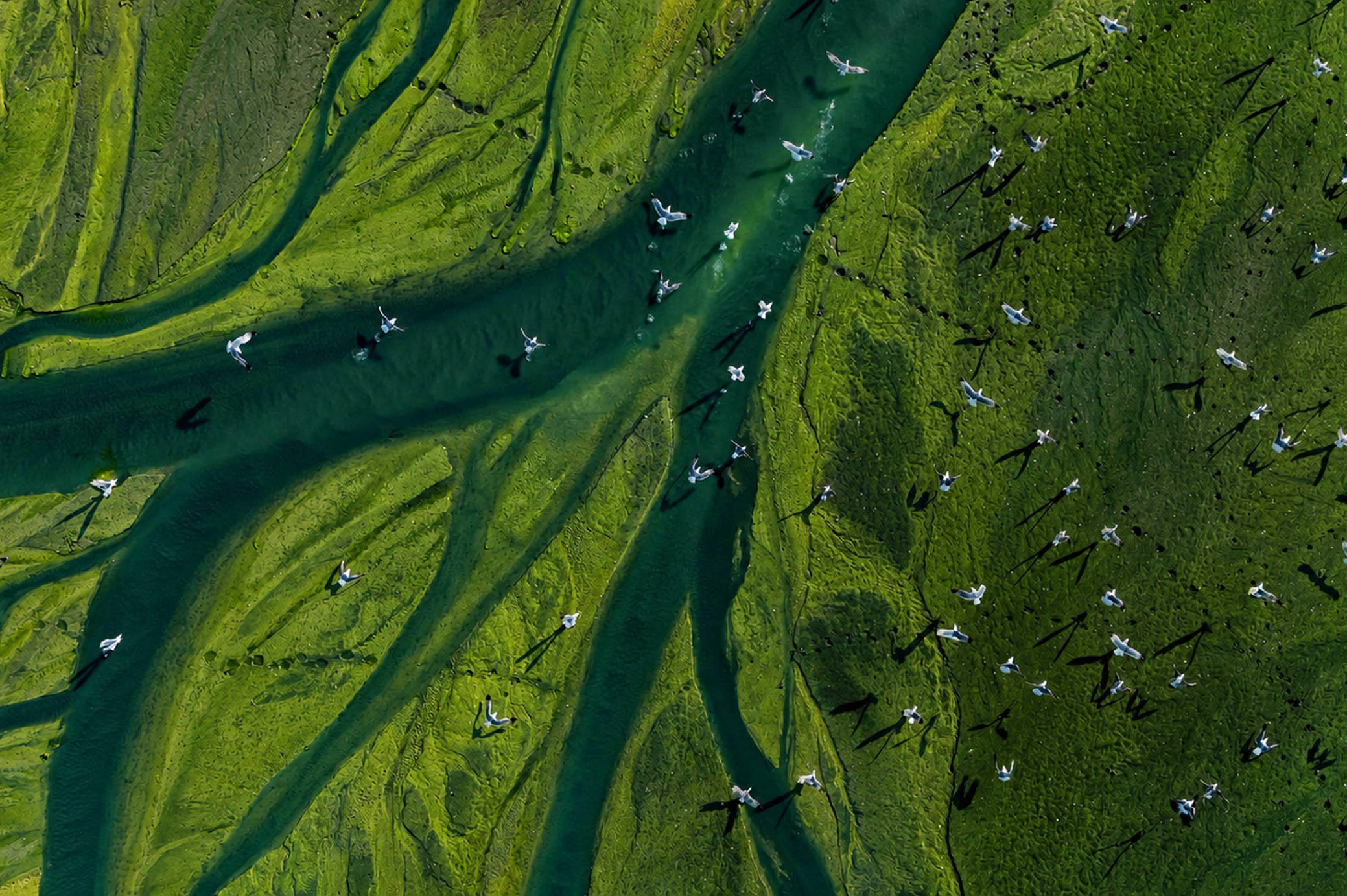 Aerial view of a braided river winding through green landscape with birds.