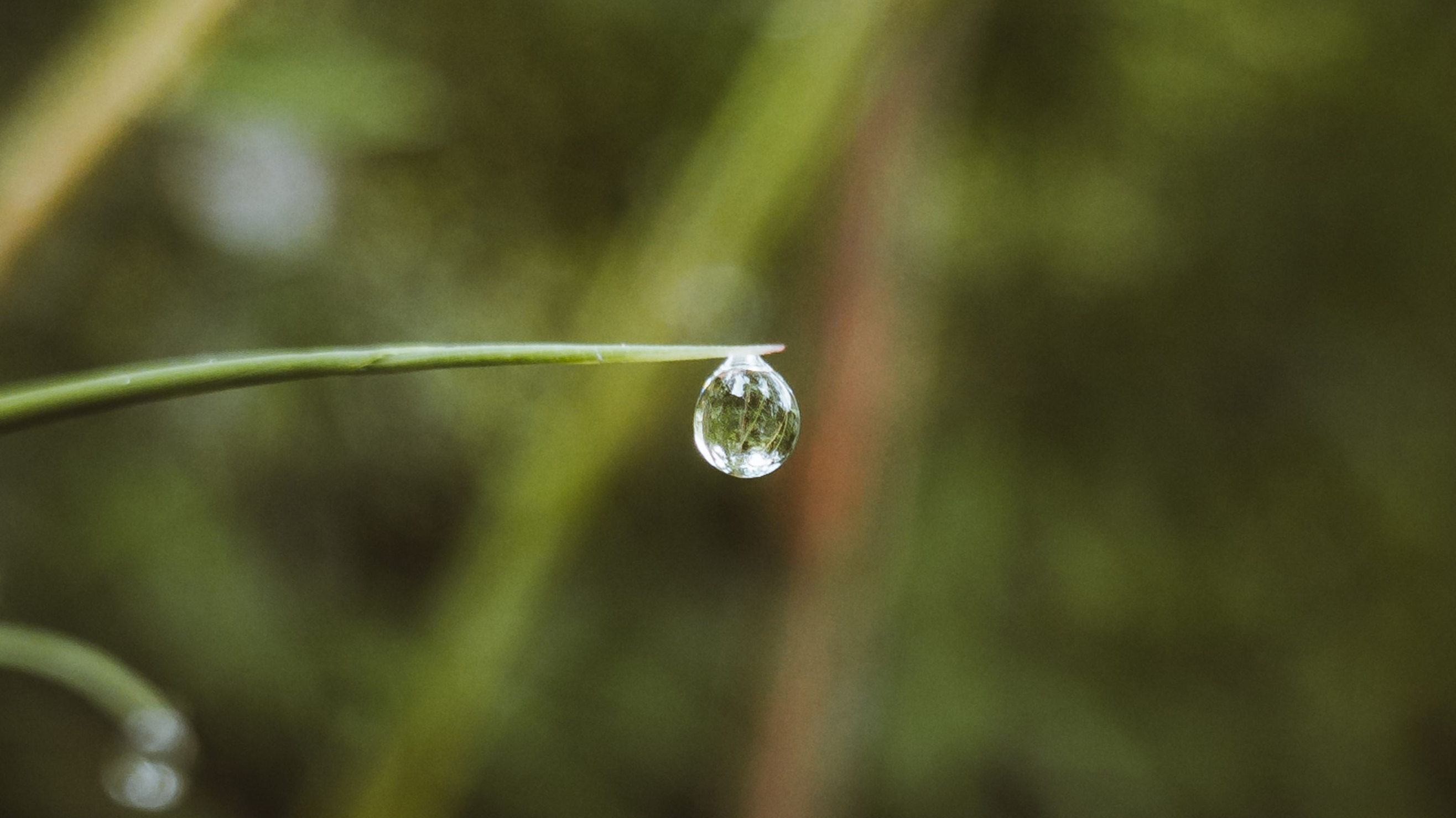 Water droplet clinging to a thin blade of grass against a blurred green background.