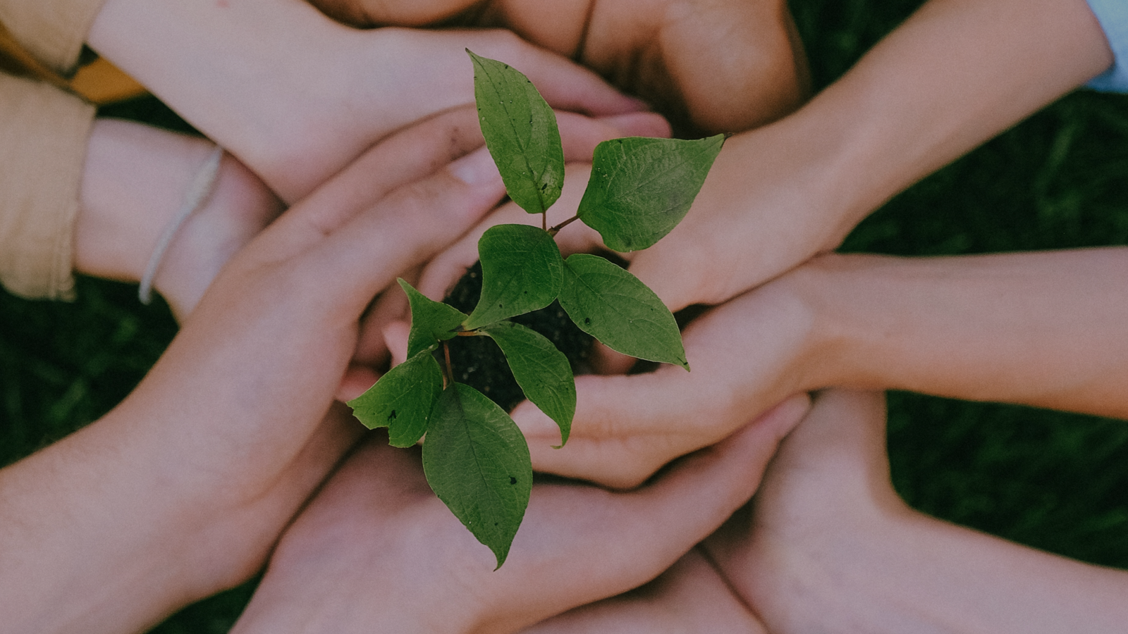 Multiple hands holding a flower